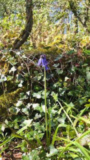 Bluebell season is beginning in the woods…

The first flowers are opening now and over the next four weeks the whole woodland floor will be blue. 

It’s one of the loveliest times to stay at Beersheba Farm - quiet mornings, soft light, and that unmistakable spring scent.

Wake up surrounded by bluebells and birdsong when you stay in Wildflower Wood. 

#beershebafarm #wildflowerwood 
#bluebellseason #cornwalllife
#springescape