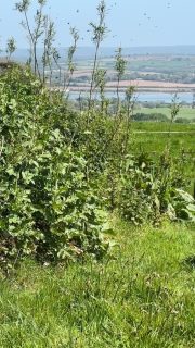 The warm weather means precious bee colonies, led by the new queen, are looking for a home.

We will keep an eye on this swarm, and expect it will move on soon.

#beesofinstagram #farmlife
#beershebafarm #spring