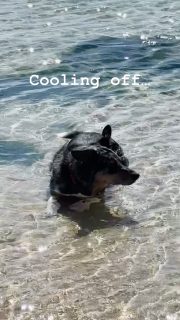 Cooling off at Godrevy today — blue, bright and exactly what you need in a heatwave.

Sea breeze, cool water and those lighthouse views… Cornwall at its best.

Did you know there are 8 gorgeous beaches within 5 miles of Beersheba Farm?

Limited short stays available this weekend + a little June hot offer in Wildflower Wood too.

#godrevy #cornwallheatwave #coolingoff #stivesbay #cornwallbeaches