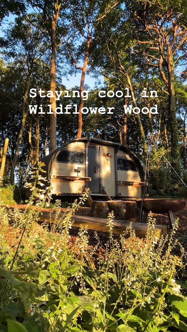 Cool moments in Wildflower Wood — shade, sea 🌊 , and slow summer days 🌞.

A few July stays left at Wildflower Wood.

#WildflowerWood
#CornwallGlamping
#NatureStay
#StIvesBay
#StayCool

@landpod