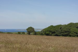 Wildflower Wood overlooks St Ives Bay