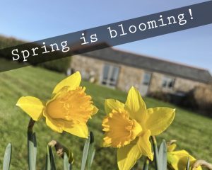 Brea Cottage with garden daffodils