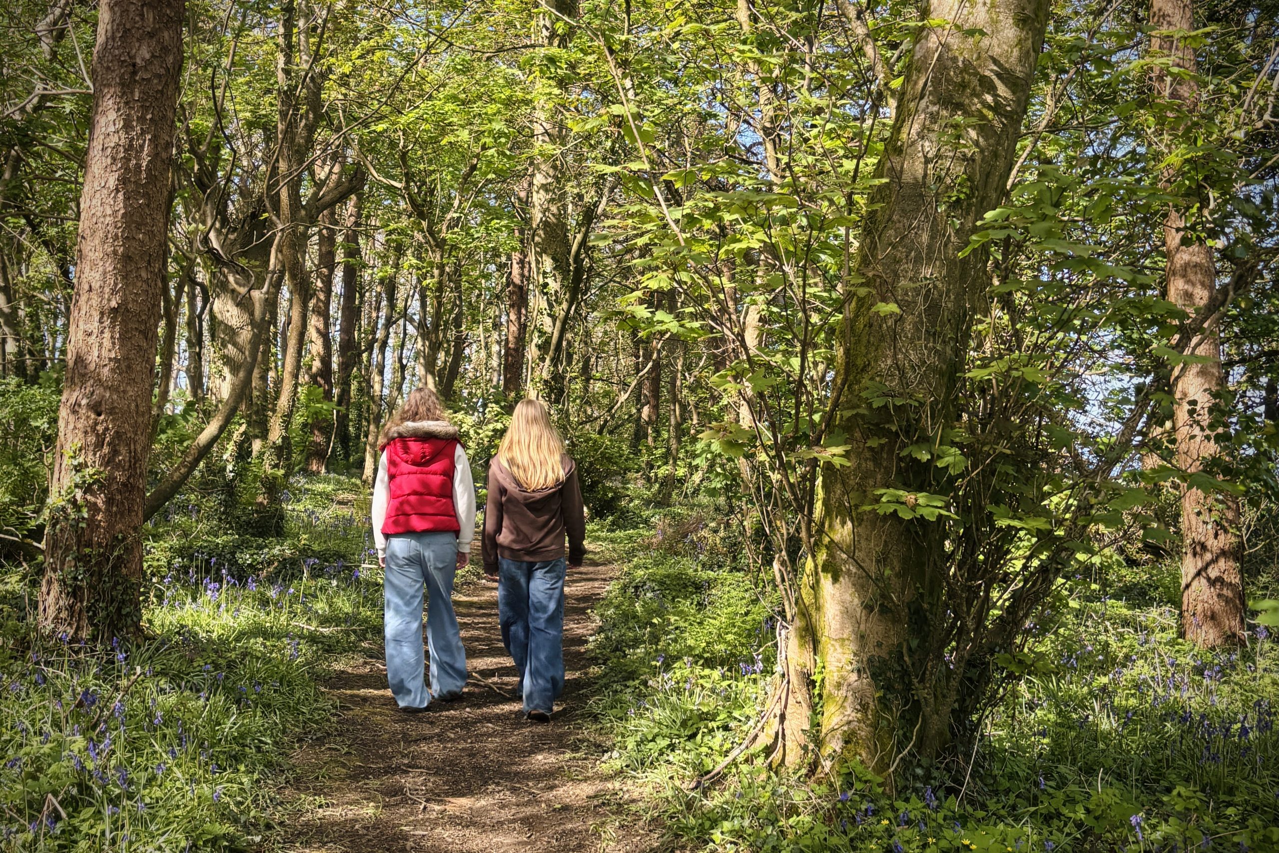 Walk through the bluebell wood